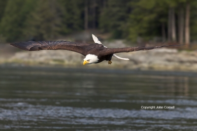 Bald-Eagle;British-Columbia;Canada;Eagle;Flying-Bird;Haliaeetus-leucocephalus;Ph